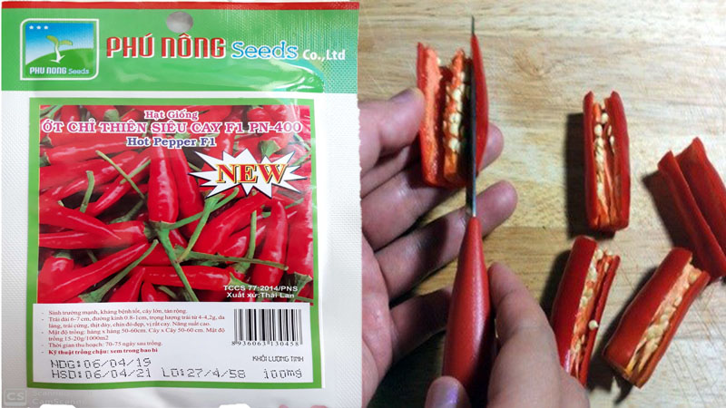 Cách trồng ớt từ hạt đơn giản tại nhà, thu hoạch cả năm