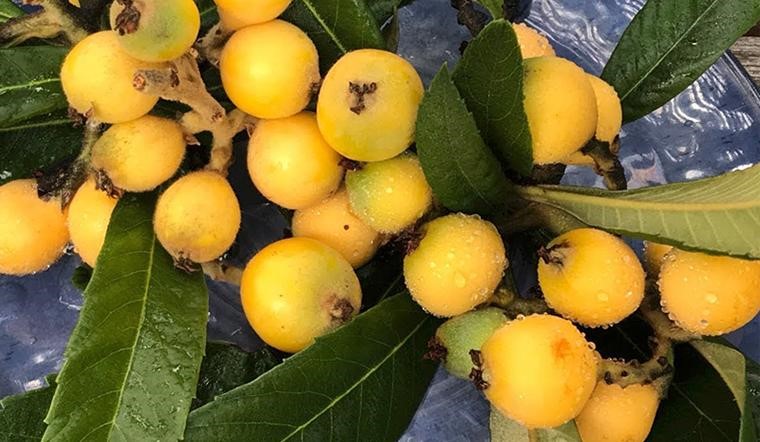 Trái Sơn Trà (Loquat) là gì? Lợi ích của quả Sơn Trà đối với sức khỏe