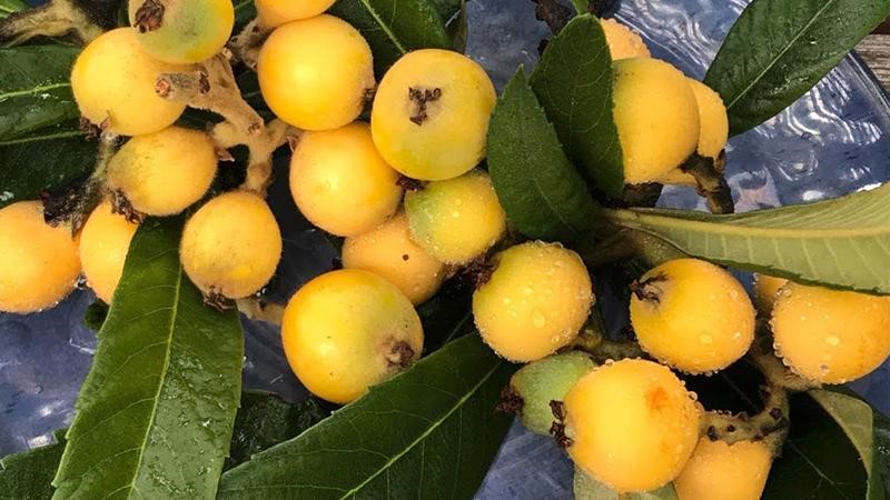 What is Son Tra (Loquat) fruit? Health benefits of Loquat fruit