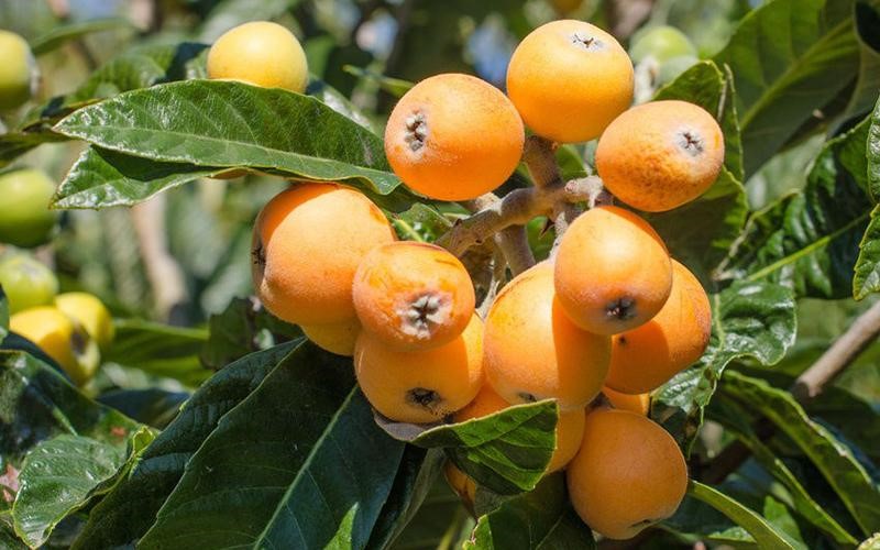 Loquat mọc thành dạng chùm, quả có kích thước khá nhỏ