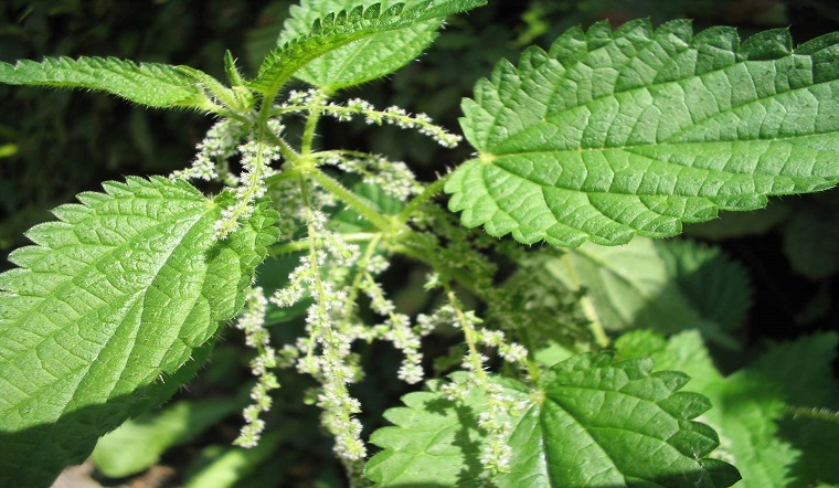 Stinging nettle là gì? Lợi ích và lưu ý khi sử dụng tầm ma bạn nên biết