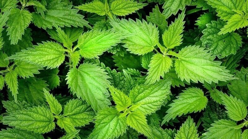 What is Stinging nettle? Benefits and notes when using stinging nettle you should know