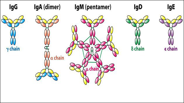 Các loại kháng thể được phân thành 5 loại
