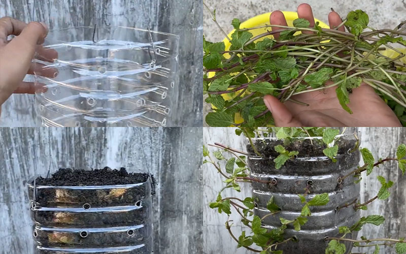 Cách trồng cây bạc hà bằng chai nhựa, vừa đuổi muỗi vừa làm gia vị cực dễ