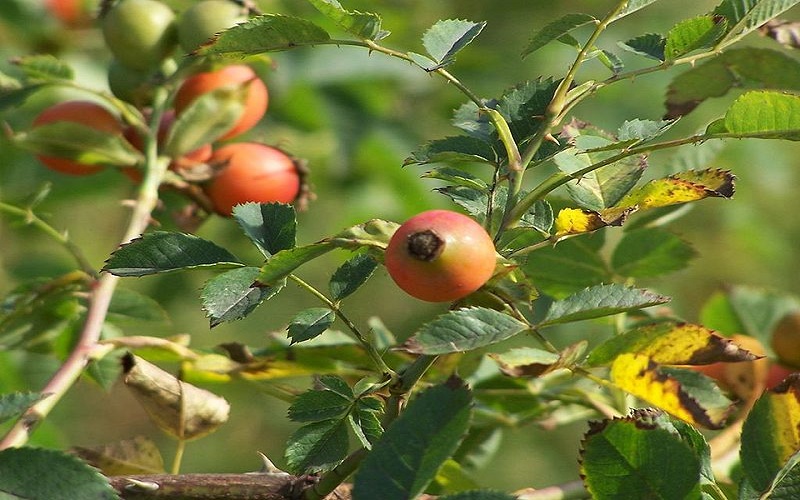 What is springtime? Health benefits of rosehip