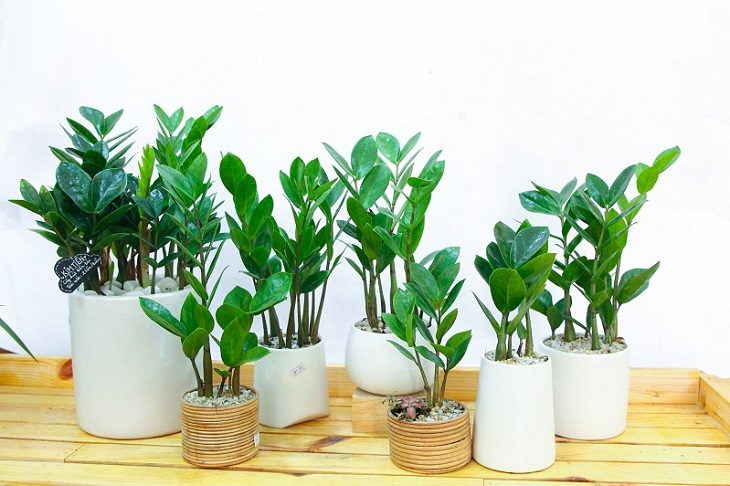 Plants as a birthday gift for mom Plants as a birthday gift for mom