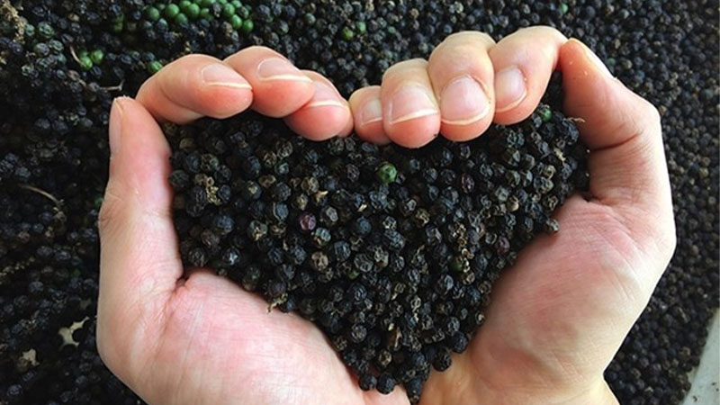 Giá tiêu hôm nay tại thị trường trong nước giao dịch ở mức từ 81.500 - 85.000 đồng/kg Giá tiêu hôm nay tại thị trường trong nước giao dịch ở mức từ 81.500 - 85.000 đồng/kg