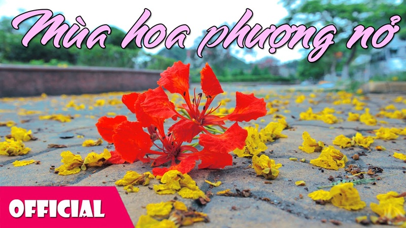 Mùa Hoa Phượng Nở - Tốp Ca