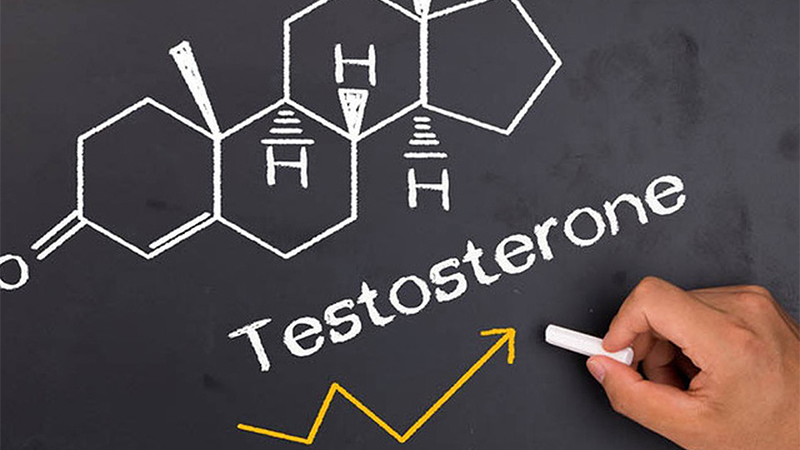 Testosterone được sinh ra ở đâu?