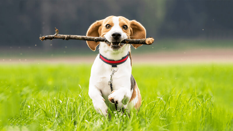 Hơn 2400 về trước, những nhà khoa học đã tìm thấy dấu vết đầu tiên của loài chó Beagle từ thời Hy Lạp cổ đại