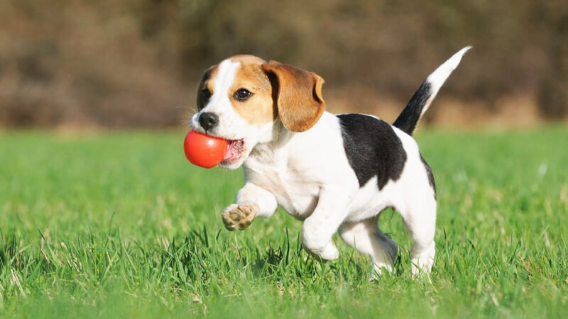 Không gian sống của chó Beagle cần rộng rãi, thoáng đãng