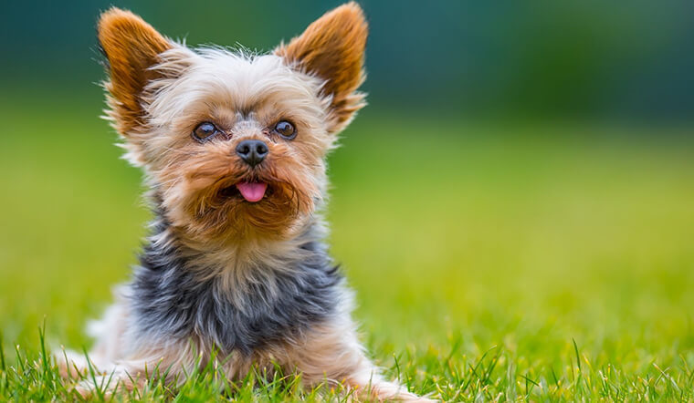 Từ A-Z về giống chó mini bỏ túi Yorkshire Terrier