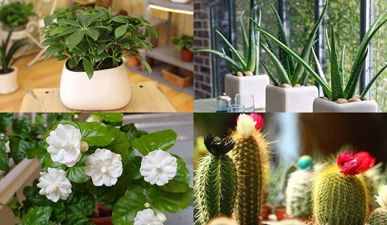 Gợi ý cây trồng ban công không có nắng mà vẫn tạo được không gian xanh mát