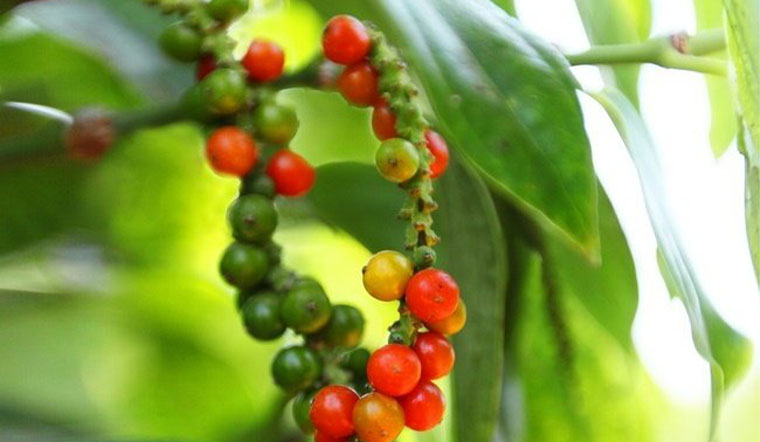 Giá tiêu hôm nay 14/10/2021: Dao động trong khoảng 85.500 - 89.000 đồng/kg