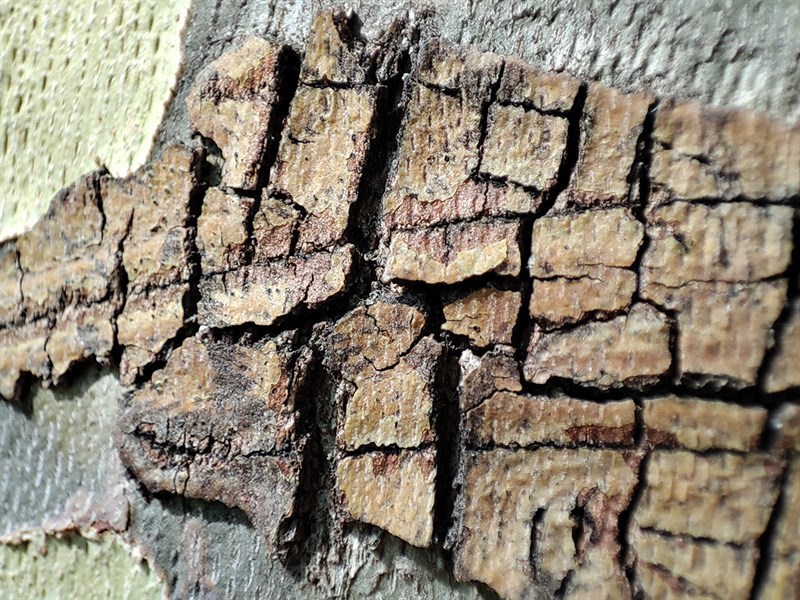 xiaomi_t11_pro Xiaomi 11T Pro