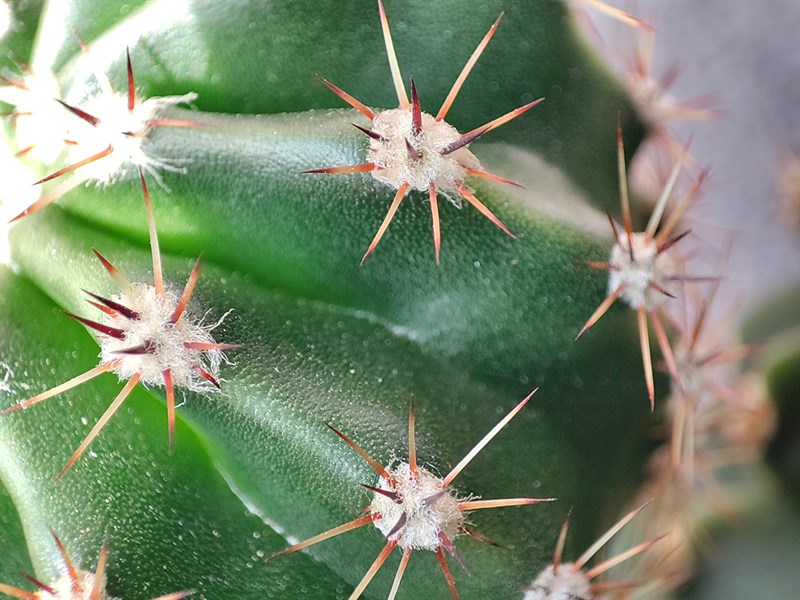 xiaomi_t11_pro Xiaomi 11T Pro