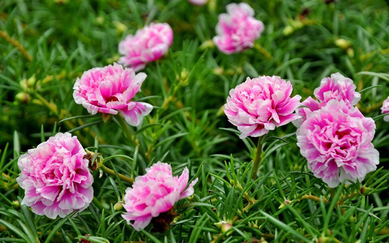 Hoa mười giờ là loài hoa phổ biến, dễ trồng và dễ chăm sóc