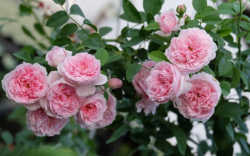 Hoa hồng leo khá sang trọng và có hương thơm quyến rũ