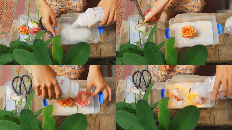 Cách làm hoa khô bằng silica