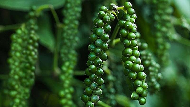 Hôm nay giá tiêu trong nước giảm nhẹ ở Gia Lai