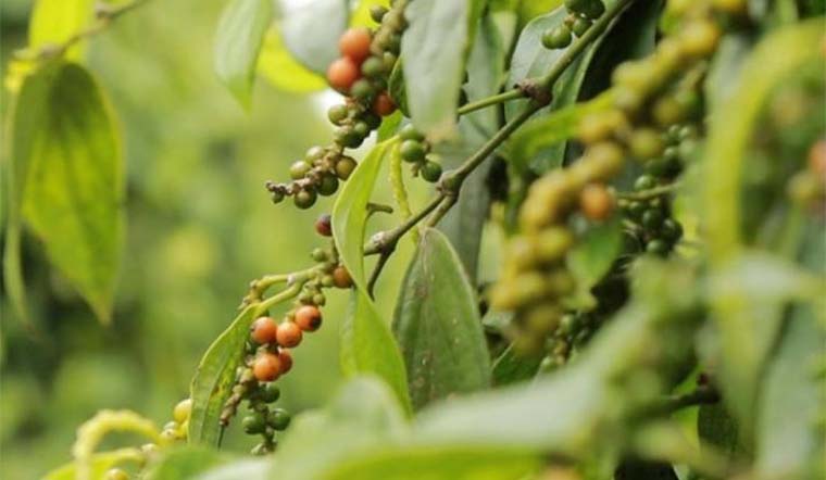 Giá tiêu hôm nay 19/10/2021: Giá chững lại, trong khoảng 86.000 - 89.000 đồng/kg