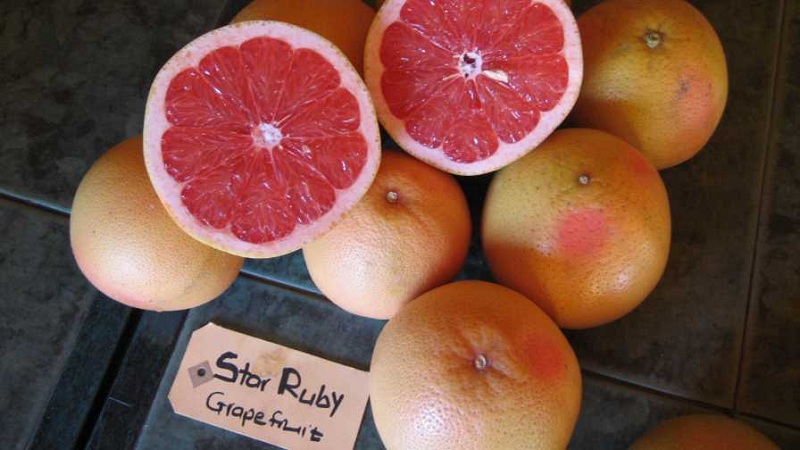 What is Grapefruit? Are Pomelo and Grapefruit different?