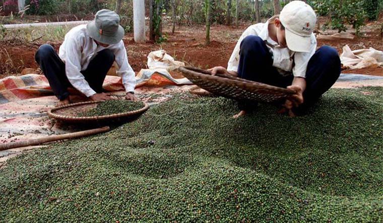 Giá tiêu hôm nay 20/10/2021: Giá ổn định, trong khoảng 86.000 - 89.000 đồng/kg