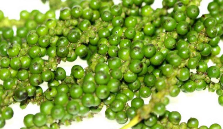 Giá tiêu hôm nay 21/10/2021: Tăng nhẹ, trong khoảng 86.000 - 89.500 đồng/kg