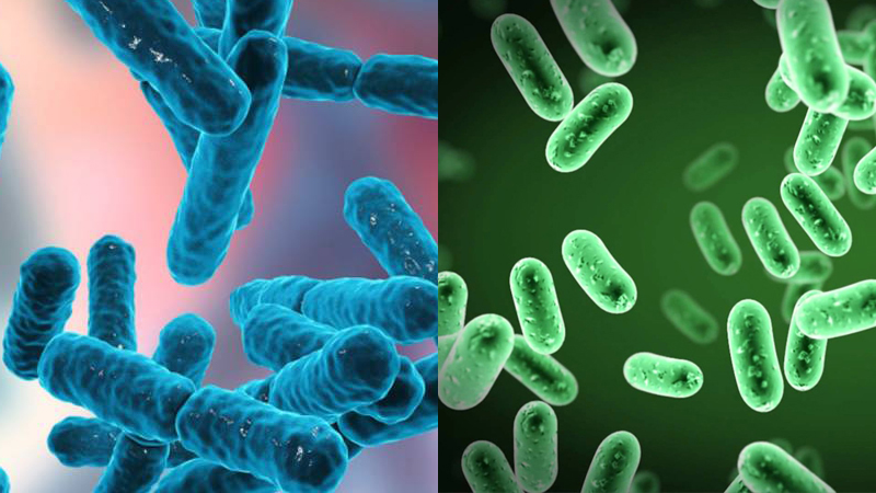 Hình bên trái là Prebiotic và hình bên phải là Probiotic