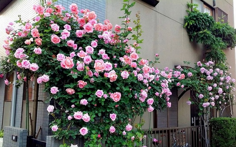 Hoa hồng leo rất thích hợp trồng ở ban công phía Tây vì ưa nắng.