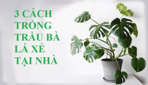 3 cách trồng cây trầu bà lá xẻ cực nhanh ngay tại nhà