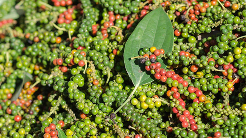 Giá tiêu thế giới