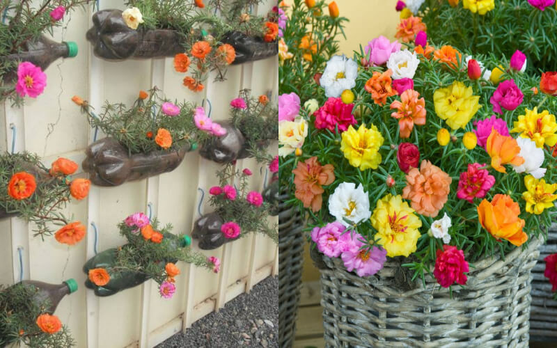 10 loại hoa treo ban công đẹp cho ngôi nhà thêm xinh xắn