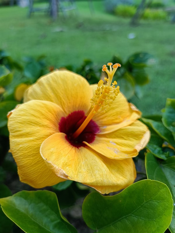 ảnh chụp trên Xiaomi 11T