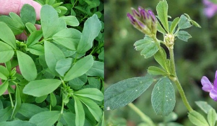 Cỏ linh lăng (alfalfa) là gì? Lợi ích của cỏ linh lăng 