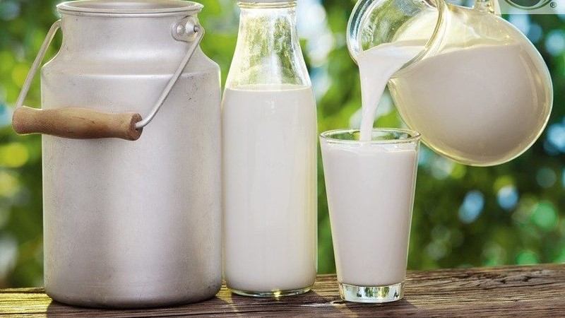 Uống quá nhiều sữa gây phản tác dụng Uống quá nhiều sữa gây phản tác dụng