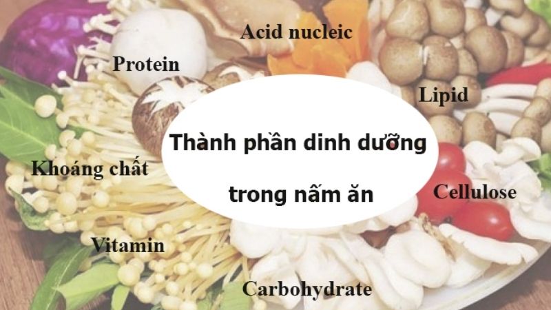 Các thành phần dinh dưỡng có trong nấm