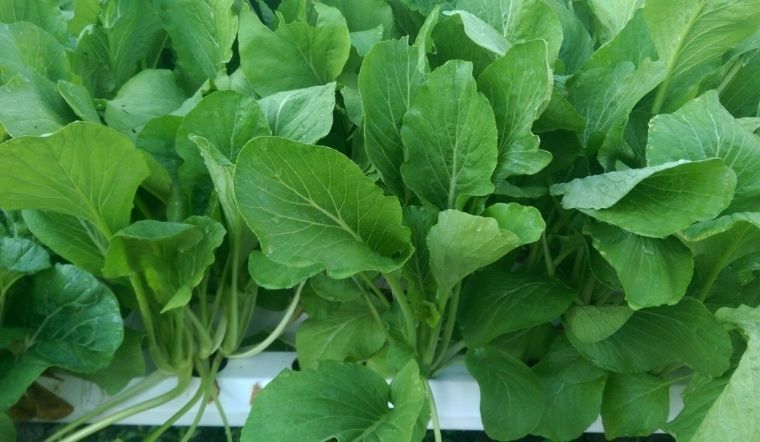 Hướng dẫn cách trồng cải ngồng trong thùng xốp hái mệt nghỉ