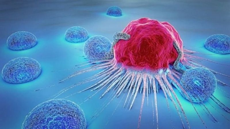 Thông qua kích thích hệ thống miễn dịch, beta-glucans ảnh hưởng tích cực đến sức khỏe toàn diện của bệnh nhân ung thư