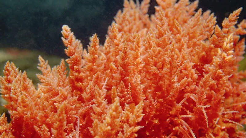 Rủi ro và tác dụng phụ khi dùng rêu biển