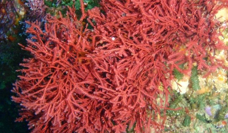 Rêu biển (sea moss benefits) là gì? Lợi ích của rêu biển đối với sức khỏe