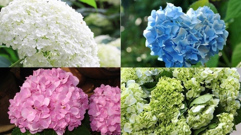 Hoa cẩm tú cầu mang nhiều màu sắc khác nhau