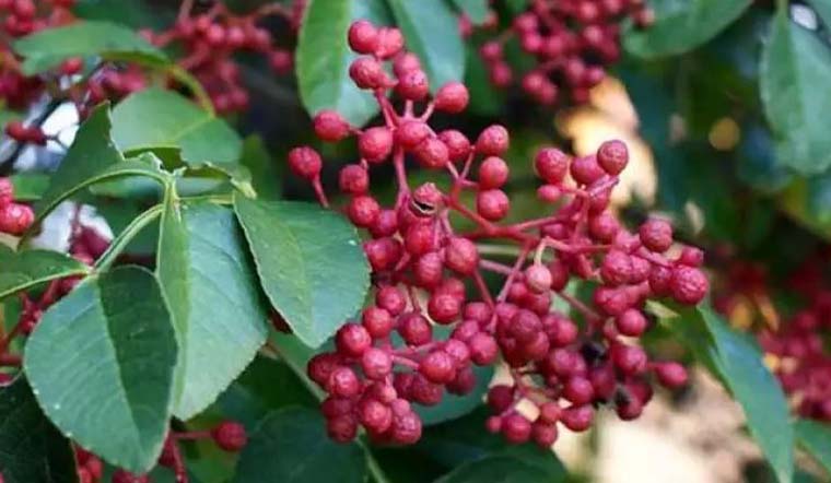 Giá tiêu hôm nay 5/11/2021: 3 ngày giảm liên tục, khoảng 85.000 - 87.000 đồng/kg