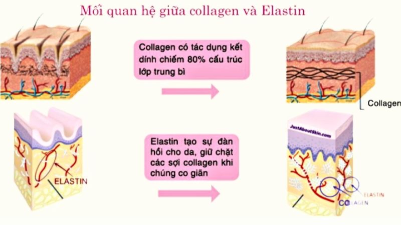 Collagen và Elastin là gì?