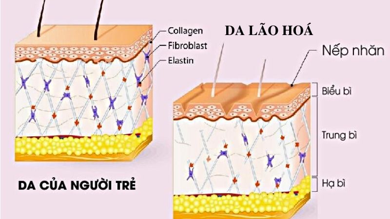 Elastin và Collagen giống hay khác nhau?