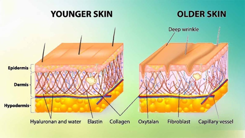 What is Elastin? What role does elastin play in the skin?