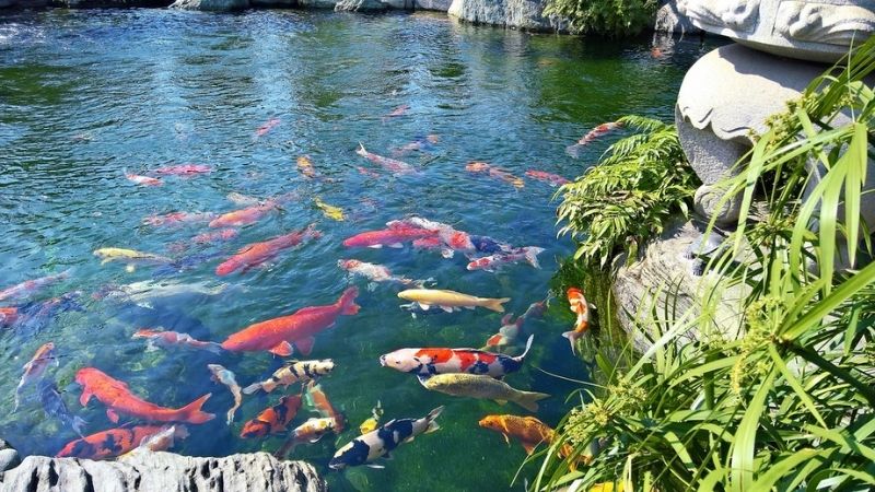 Công Viên Cá Koi Rin Rin Park