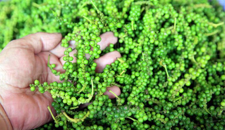 Giá tiêu hôm nay 11/11/2021: Dao động trong khoảng 85.000 - 87.500 đồng/kg