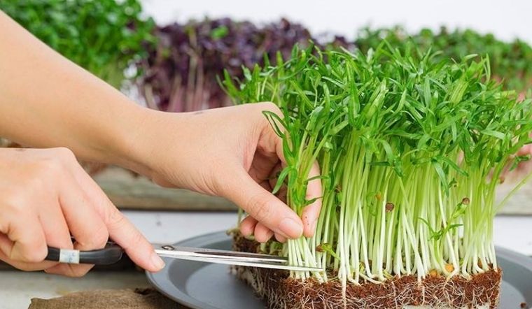 Bí quyết trồng rau muống trong rổ đơn giản lại nhanh thu hoạch, 2 tuần là có ăn