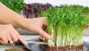 Bí quyết trồng rau muống trong rổ đơn giản lại nhanh thu hoạch, 2 tuần là có ăn